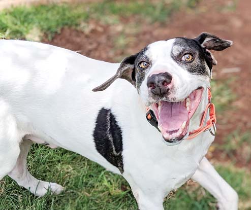Pet of the Week